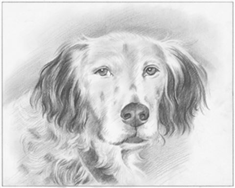 Hand Drawn Pencil Portraits from Photos | Pencil Portrait Drawing | Pencil Sketch Artists