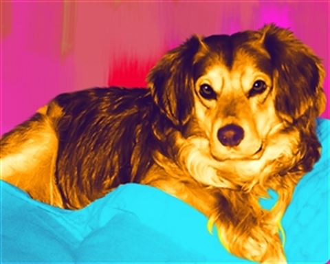 1 Panel Pop Art Portraits from Photos