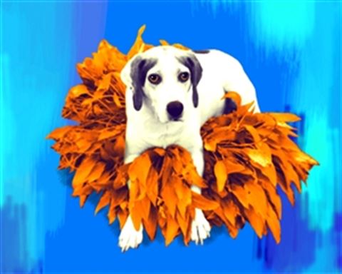 1 Panel Pop Art Portraits from Photos
