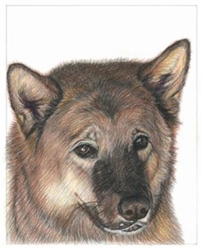Hand Drawn Colored Pencil Portraits from Photos | Colored Pencil Drawings from Photos