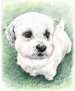 Hand Drawn Colored Pencil Portraits from Photos | Colored Pencil Drawings from Photos