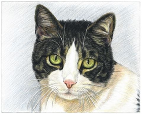 Hand Drawn Colored Pencil Portraits from Photos | Colored Pencil Drawings from Photos