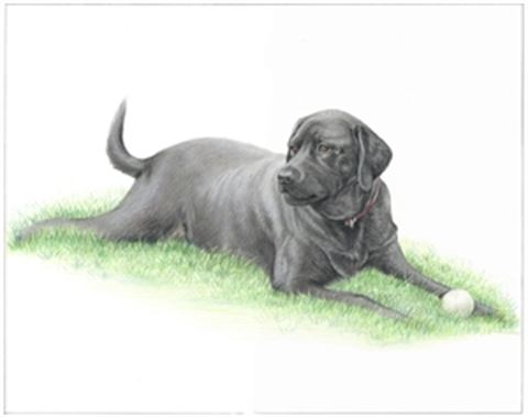 Hand Drawn Colored Pencil Portraits from Photos | Colored Pencil Drawings from Photos
