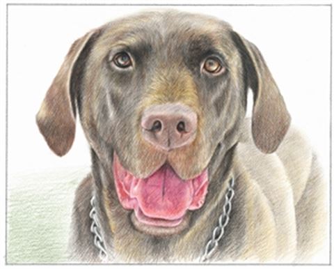 Hand Drawn Colored Pencil Portraits from Photos | Colored Pencil Drawings from Photos