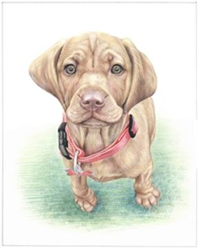 Hand Drawn Colored Pencil Portraits from Photos | Colored Pencil Drawings from Photos