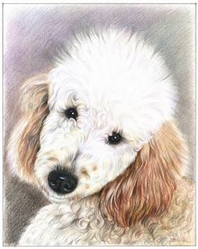Hand Drawn Colored Pencil Portraits from Photos | Colored Pencil Drawings from Photos