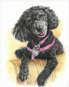 Hand Drawn Colored Pencil Portraits from Photos | Colored Pencil Drawings from Photos