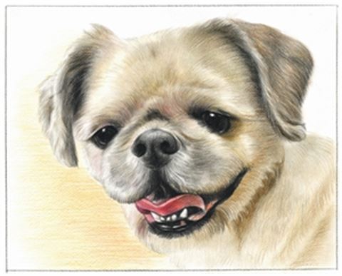 Hand Drawn Colored Pencil Portraits from Photos | Colored Pencil Drawings from Photos