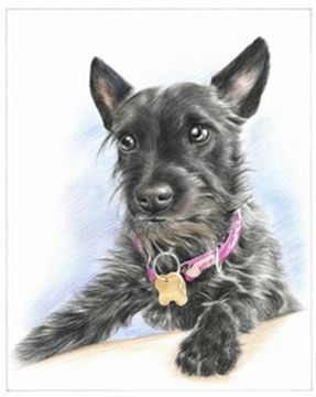 Hand Drawn Colored Pencil Portraits from Photos | Colored Pencil Drawings from Photos