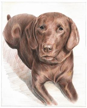 Hand Drawn Colored Pencil Portraits from Photos | Colored Pencil Drawings from Photos