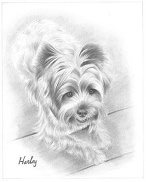 Hand Drawn Pencil Portraits from Photos | Pencil Portrait Drawing | Pencil Sketch Artists
