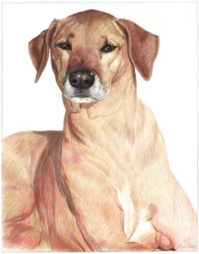 Hand Drawn Colored Pencil Portraits from Photos | Colored Pencil Drawings from Photos