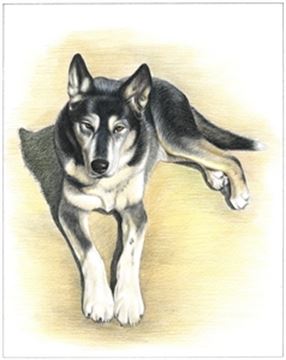 Hand Drawn Colored Pencil Portraits from Photos | Colored Pencil Drawings from Photos