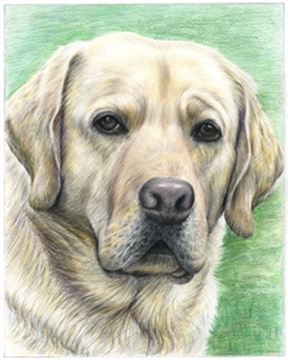 Hand Drawn Colored Pencil Portraits from Photos | Colored Pencil Drawings from Photos