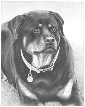 Hand Drawn Pencil Portraits from Photos | Pencil Portrait Drawing | Pencil Sketch Artists