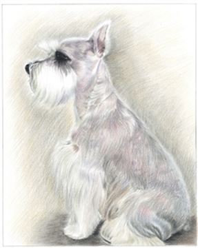 Hand Drawn Colored Pencil Portraits from Photos | Colored Pencil Drawings from Photos