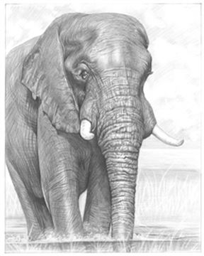 Hand Drawn Pencil Portraits from Photos | Pencil Portrait Drawing | Pencil Sketch Artists