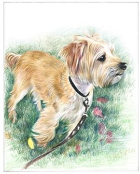Hand Drawn Colored Pencil Portraits from Photos | Colored Pencil Drawings from Photos