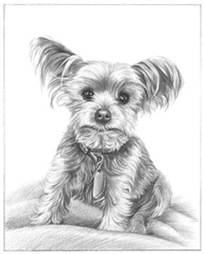 Hand Drawn Pencil Portraits from Photos | Pencil Portrait Drawing | Pencil Sketch Artists