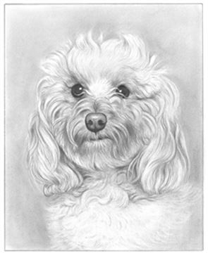 Hand Drawn Pencil Portraits from Photos | Pencil Portrait Drawing | Pencil Sketch Artists