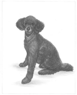 Hand Drawn Pencil Portraits from Photos | Pencil Portrait Drawing | Pencil Sketch Artists
