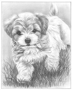 Hand Drawn Pencil Portraits from Photos | Pencil Portrait Drawing | Pencil Sketch Artists