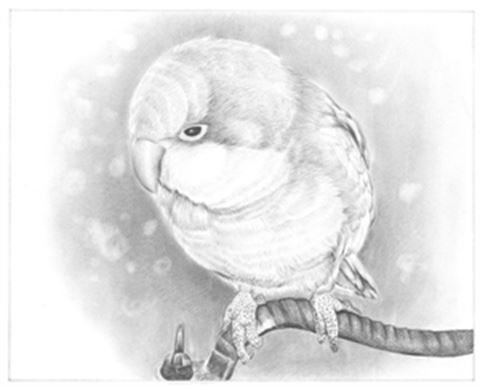 Hand Drawn Pencil Portraits from Photos | Pencil Portrait Drawing | Pencil Sketch Artists