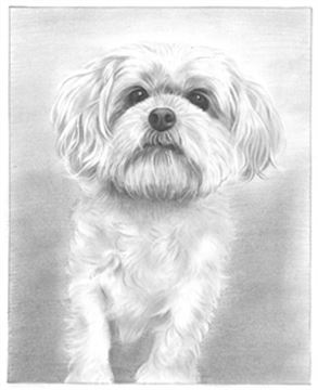 Hand Drawn Pencil Portraits from Photos | Pencil Portrait Drawing | Pencil Sketch Artists