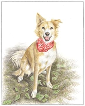 Hand Drawn Colored Pencil Portraits from Photos | Colored Pencil Drawings from Photos