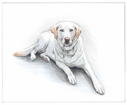 Hand Drawn Colored Pencil Portraits from Photos | Colored Pencil Drawings from Photos