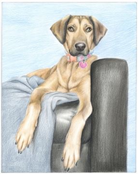 Hand Drawn Colored Pencil Portraits from Photos | Colored Pencil Drawings from Photos