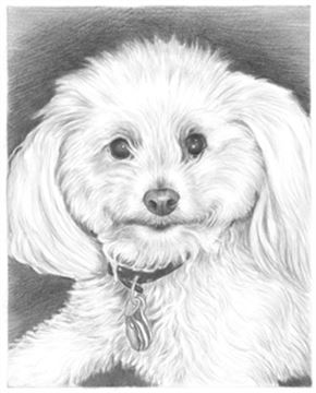 Hand Drawn Pencil Portraits from Photos | Pencil Portrait Drawing | Pencil Sketch Artists