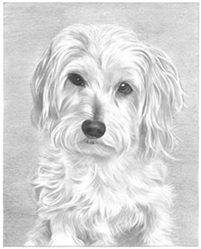 Hand Drawn Pencil Portraits from Photos | Pencil Portrait Drawing | Pencil Sketch Artists