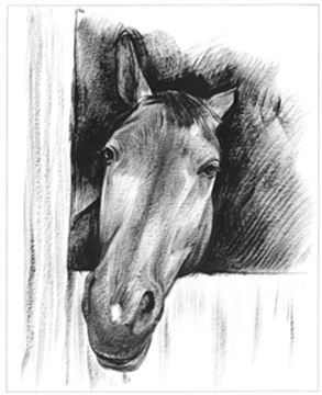 Hand Painted Ink Rendering Portraits from Photos