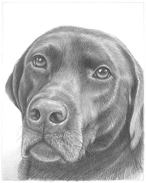 Hand Drawn Pencil Portraits from Photos | Pencil Portrait Drawing | Pencil Sketch Artists