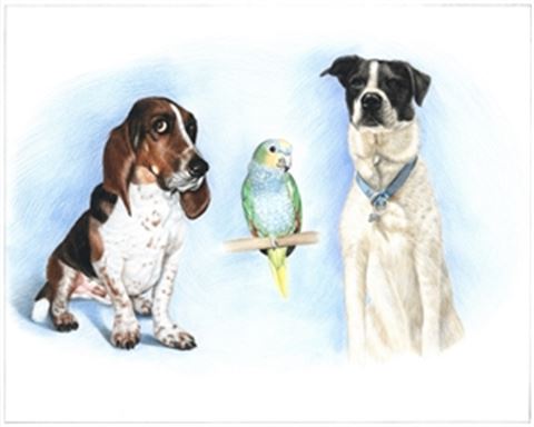 Hand Drawn Colored Pencil Portraits from Photos | Colored Pencil Drawings from Photos