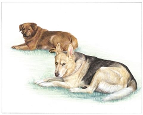 Hand Drawn Colored Pencil Portraits from Photos | Colored Pencil Drawings from Photos