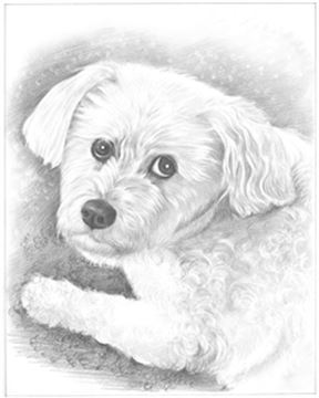 Hand Drawn Pencil Portraits from Photos | Pencil Portrait Drawing | Pencil Sketch Artists