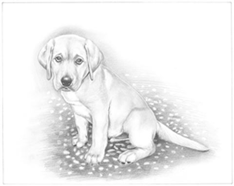 Hand Drawn Pencil Portraits from Photos | Pencil Portrait Drawing | Pencil Sketch Artists
