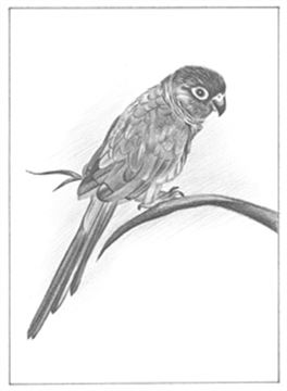 Hand Drawn Pencil Portraits from Photos | Pencil Portrait Drawing | Pencil Sketch Artists