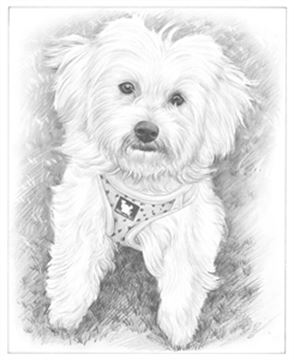 Hand Drawn Pencil Portraits from Photos | Pencil Portrait Drawing | Pencil Sketch Artists