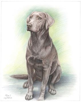 Hand Drawn Colored Pencil Portraits from Photos | Colored Pencil Drawings from Photos