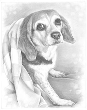Hand Drawn Pencil Portraits from Photos | Pencil Portrait Drawing | Pencil Sketch Artists