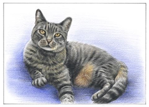 Hand Drawn Colored Pencil Portraits from Photos | Colored Pencil Drawings from Photos