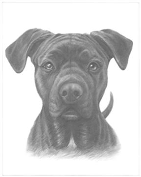 Hand Drawn Pencil Portraits from Photos | Pencil Portrait Drawing | Pencil Sketch Artists