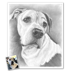 Custom Dog Pencil Sketch from Photo | Sketch My Dog