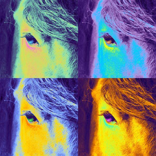 Pop Art 4 Panels Horse