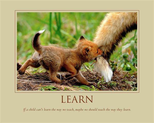 Learn -  Custom Inspirational Poster with Text and A Bear