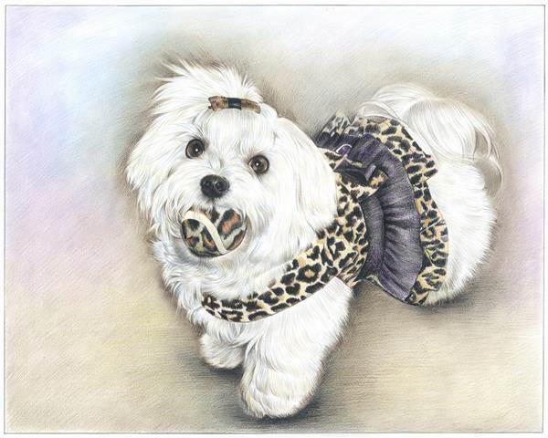 Hand Drawn Color Pencil Portrait of A Little Cute White Dog Biting A Thread Ball,by myDaVinci