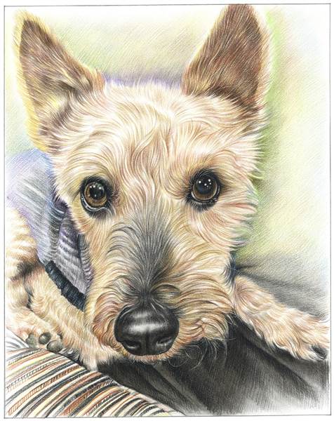Hand Drawn Colored Pencil Portraits